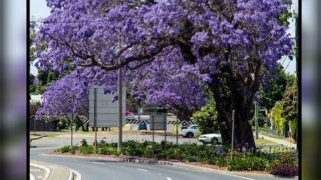 Jacarandá mimoso, mimosifolia, jacarandá. NATUREZA смотреть онлайн
