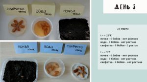 опыты с фасолью