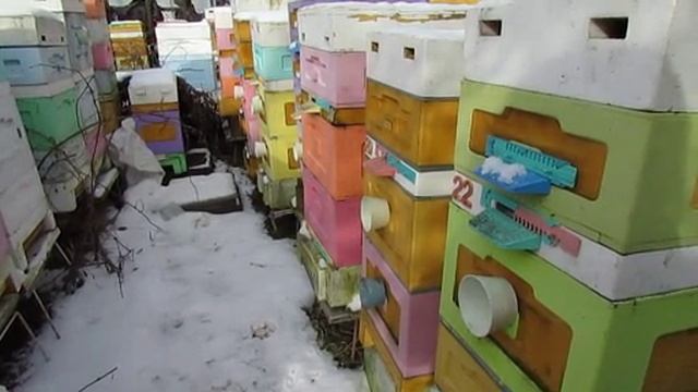 какие я допускал ошибки при зимней подкормке пчел , 22.02.2025 смотреть онлайн