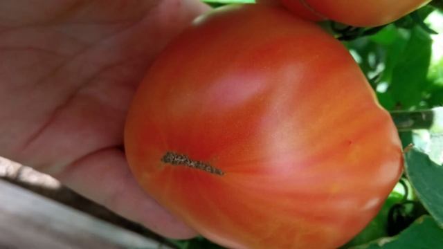 Самые вкусные томаты сезона 2022 г. Коллекция С.Туранчич. г. Киров. Ватсап тел. 89229284031 смотреть онлайн