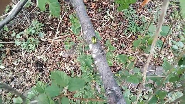 Mariquita verde смотреть онлайн