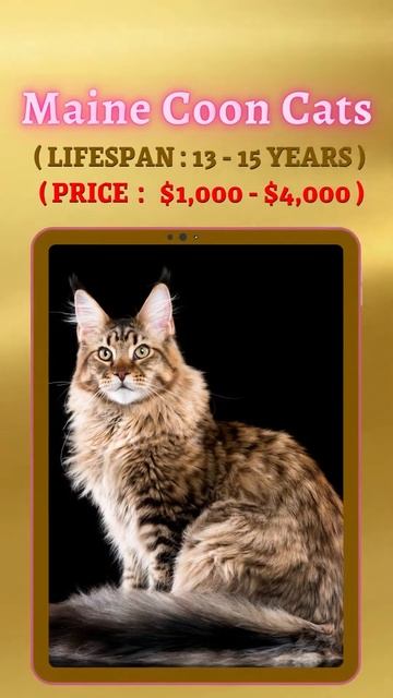 Expensive Cat Breeds In The World🐈🐈⬛ | #shortsvideo #cat #catbreed