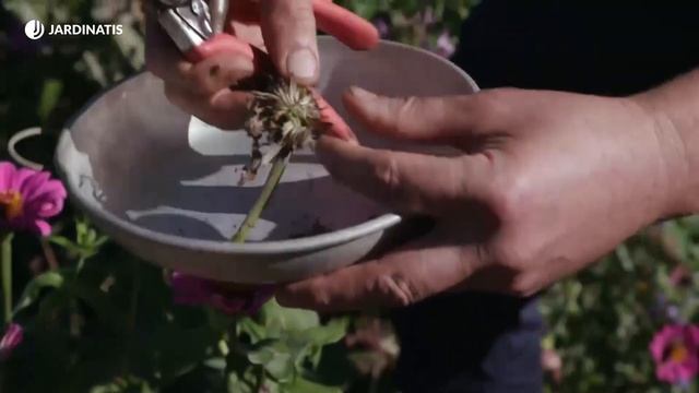 Cosecha de semillas en otoño - Bricomanía - Jardinatis смотреть онлайн