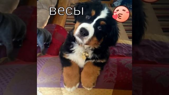 Какой вы милый щенок смотреть онлайн