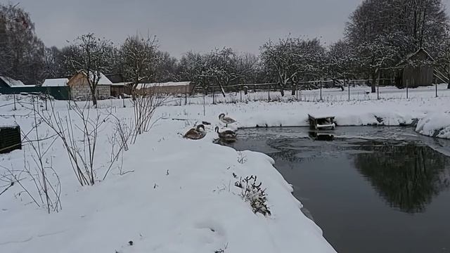 Лебеди Тиша, Красавчик и Филип после купания 21 11 20 г смотреть онлайн