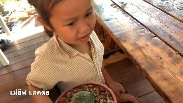 ดอกต้นคางคกบานครั้งแรก เลยเอาไปให้ลูกสาวดมซักหน่อย смотреть онлайн