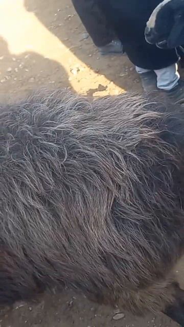 хисориский парода#баран #рекомендации