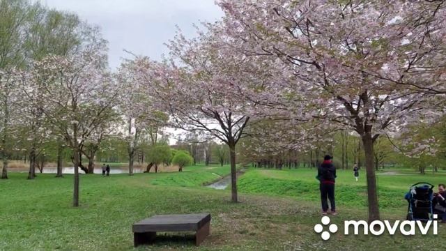 В Риге зацвела сакура.Это чудо!#vlog#riga#spring смотреть онлайн