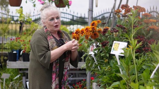 Byliny na słońce. Gailardia, Rudbekia, Słonecznik смотреть онлайн