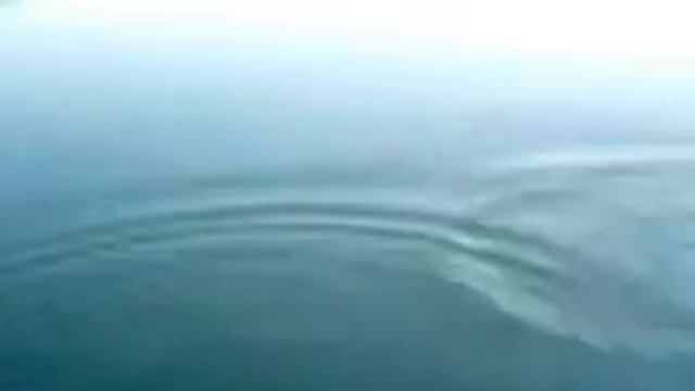 Белый Амур сошел смотреть онлайн