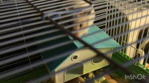 Уход и содержание хомяка!Главные вещи в уходе у хомяка!