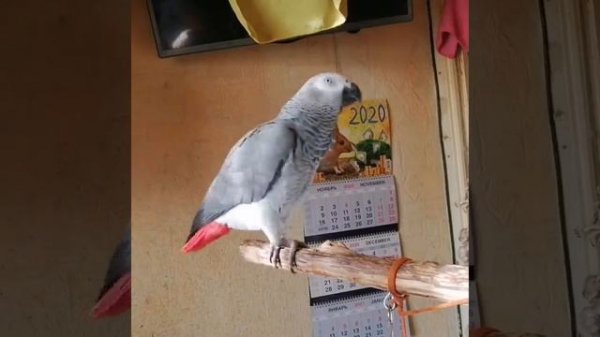 Молодой, говорящий попугай Жако