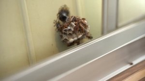 20210811 セグロアシナガバチ ドローン羽化　多分55mm paper wasp