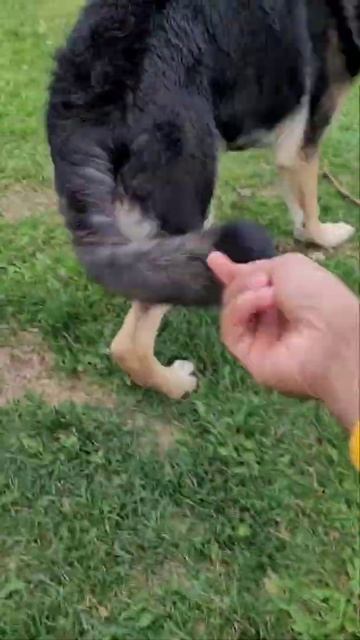 5 months and 23 days old german shepherd puppy #shorts #cutestpuppy #gsd #germanshepherd #puppy смотреть онлайн