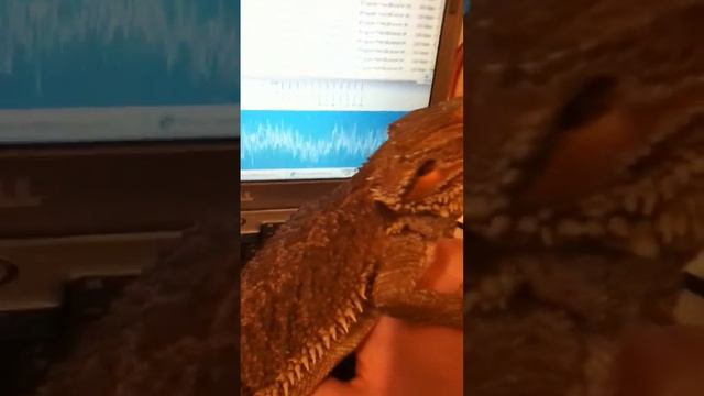 Hanging With My Bearded Dragon Hercules (pogona Vitticeps) смотреть онлайн