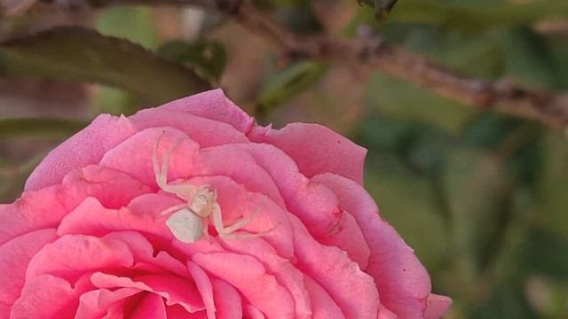 עכביש יפרוחית - סרטביש הפרחים על ורד Thomisus Onustus