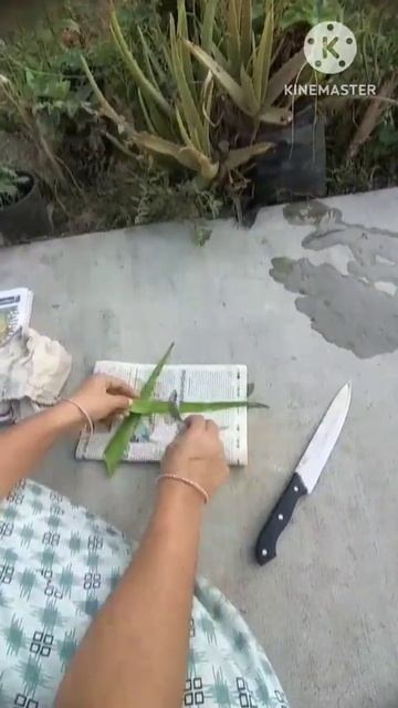 ||How to make Aloe vera herbarium sheet||herbarium||botany practicals|| смотреть онлайн