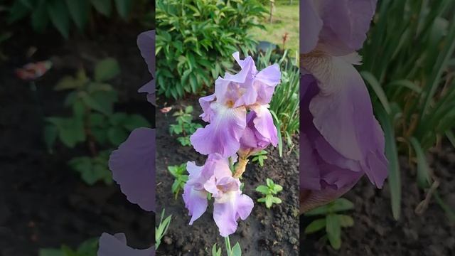 Ирисы, июнь 2023 смотреть онлайн