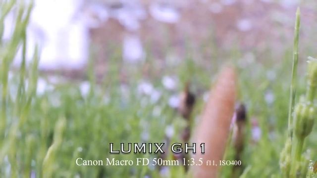 Lumix DMC GH1 w/50mm Macro Lens (YT removed an audio track from this movie file) смотреть онлайн