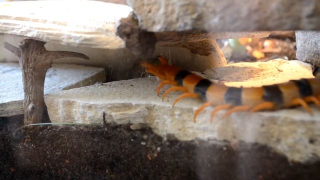 Mating Scolopendra Hardwickei 1080p(HD) | Female Centipede Picking Up Spermatophore