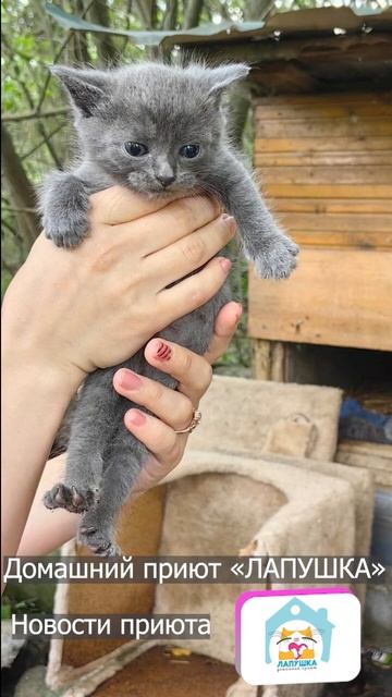 Новости приюта. К нам сегодня новую семью привезли. Подкинули кошку с котятами в Саввино 😔 #котята смотреть онлайн