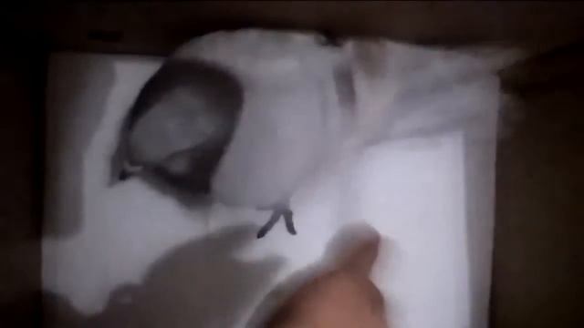 Новый голубь защищается ). смотреть онлайн