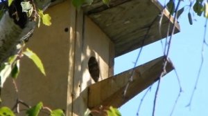 1987  Что за глупый скворец