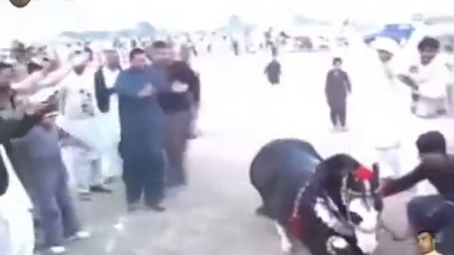 Лошадь смотреть онлайн