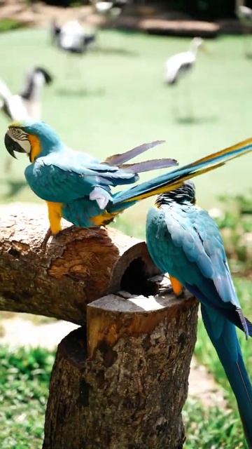 Beautiful Blue and Yellow Macaw ,Birds Couple Status Video #Shorts #Short смотреть онлайн