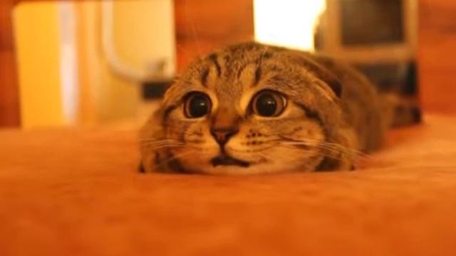 Вот как смотрят коты фильмы с ужасами😂
