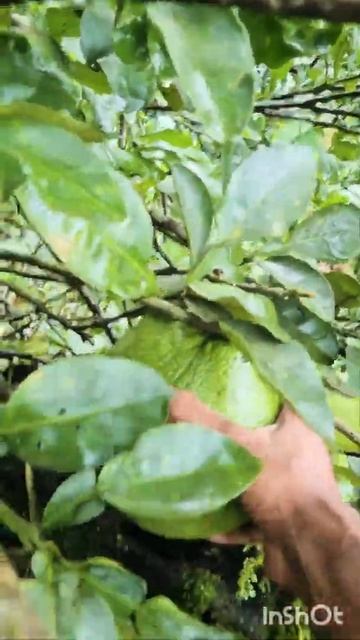 Sweet N Sour Organic Pomelo Fruit (Babloos)🍊🍊🍊🍊🍊 смотреть онлайн