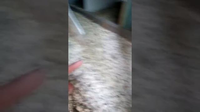 Мои животные ! Собака , курочки ! Драчун петух ! Рум-тур по двору !🐕🐓🐔🐾🏡 смотреть онлайн