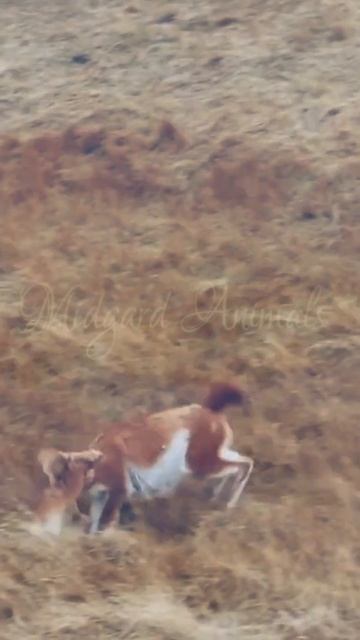 Гуанако расправилась с пумой / A guanaco has killed a cougar #shorts смотреть онлайн