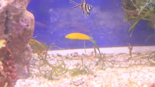 イエローコリス