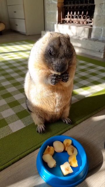 Завтрак Тошки#домашнийсурок#ручнойсурок#необычныепитомцы