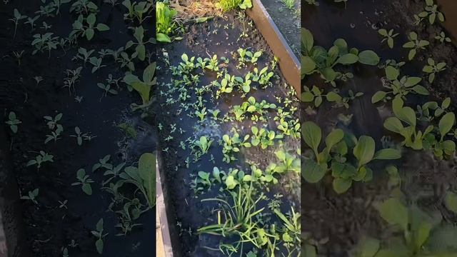Утренний огород смотреть онлайн