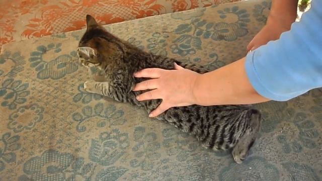 Котенок табака смотреть онлайн
