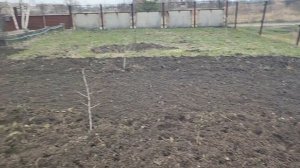 посадка раннего картофеля 26 марта