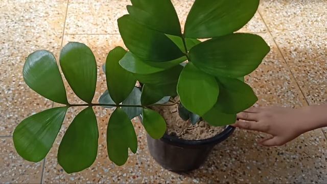 cardboard palm plant /ज़ामिया फुरफुरसिया पौधे की देखभाल करने की पूरी जानकारी@kabirgarden смотреть онлайн