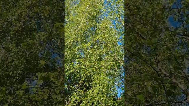 Жизнь моих Скворцов... смотреть онлайн
