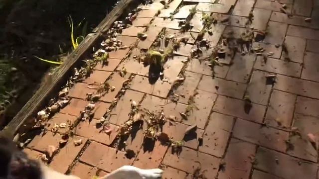 Masha playing in her backyard смотреть онлайн