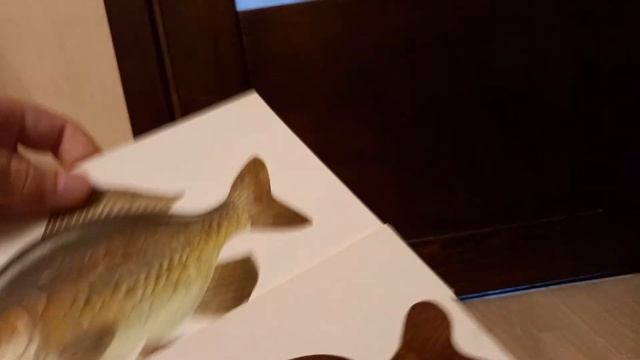 карп карась сазан