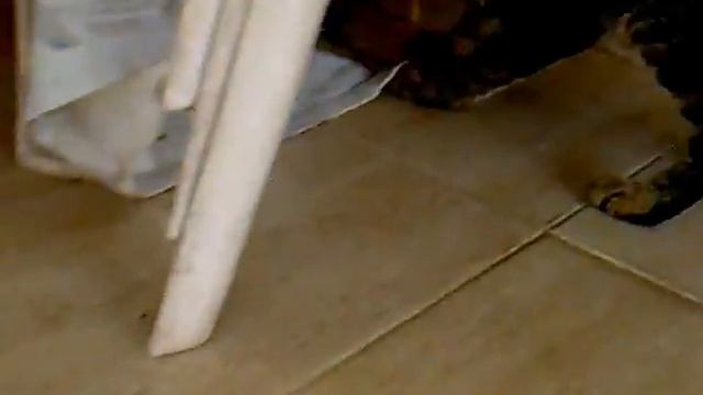 Cat vs Lizard :) - the first reaction of my little cat when seeing an alive lizard смотреть онлайн