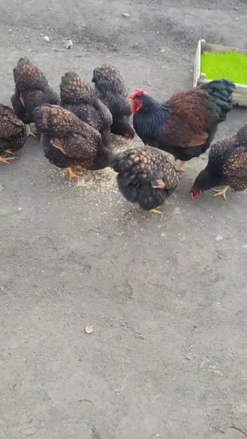Golden Wiandotte Золотой Виандот #куры #товук #chicken #tovuqlar #brama #brahma #wiandotte