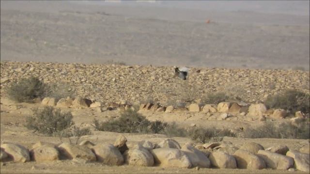 ריקוד החוברה - Chlamydotis macqueenii - MacQueen's Bustard смотреть онлайн