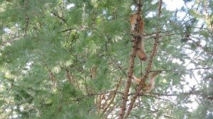 Бельчата познают мир.