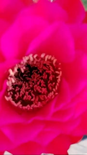 Rose Quartz Cactus смотреть онлайн