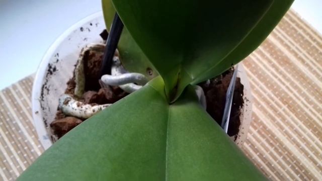 80. Новая орхидея_удача или неудача