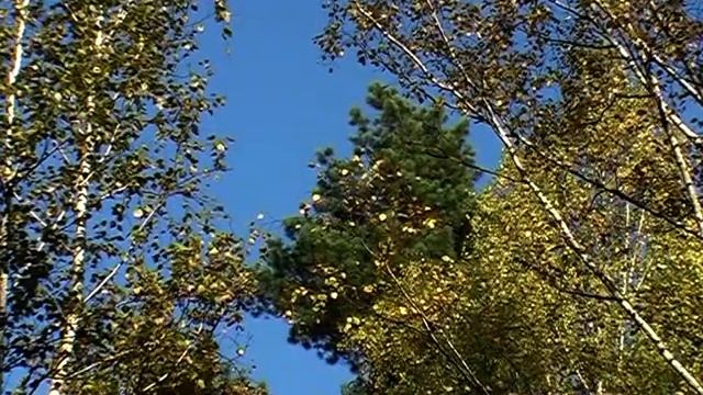 КЛИП "ОКТЯБРЬ SEALED WITH A KISS" GerasimovKM смотреть онлайн