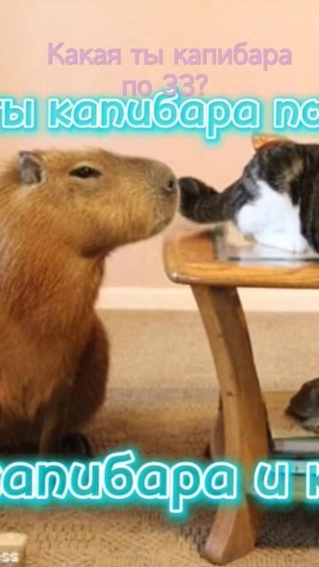 #капибара #зз #ктотыпознакузодиака #какаякапибара